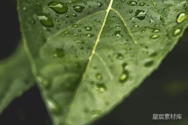 高清摄影 绿色叶片上的水珠
