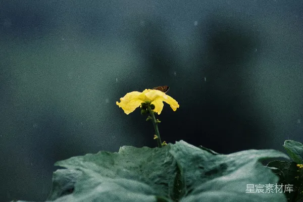 高清摄影 黄花小雏菊