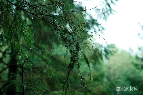 高清摄影 树干上的近景，上面挂着水珠