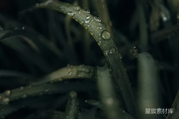高清摄影 绿色植物茎上的水滴