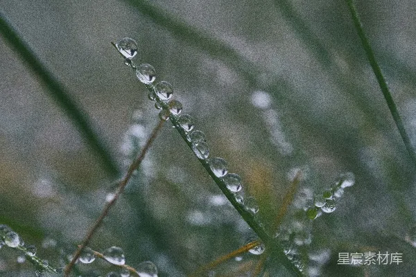 高清摄影 叶上露珠的选择性焦点摄影