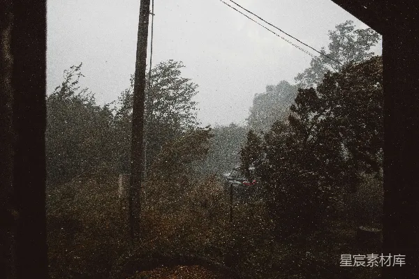 高清摄影 绿树