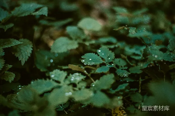 高清摄影 一片植物的特写镜头，上面挂着水滴。
