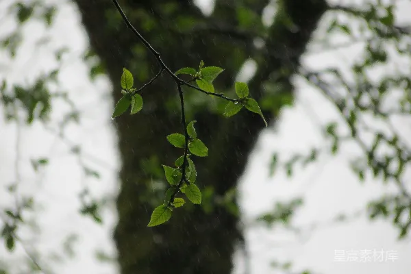 高清摄影 雨中的一根枝条上挂着绿色的叶子