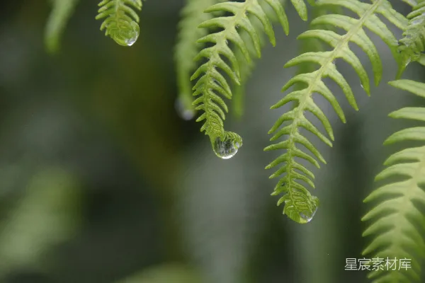 高清摄影 带有水珠的蕨类植物叶子