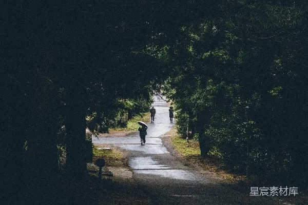 高清摄影 骑自行车的人沿着一棵树成行的道路前行