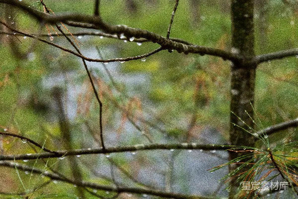 高清摄影 雨中一只鸟儿站在树枝上。