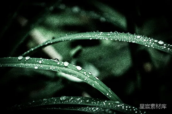 高清摄影 叶上的水珠