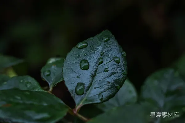 高清摄影 一片绿叶上有水滴