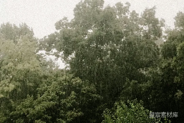 高清摄影 挨在一起的一群树