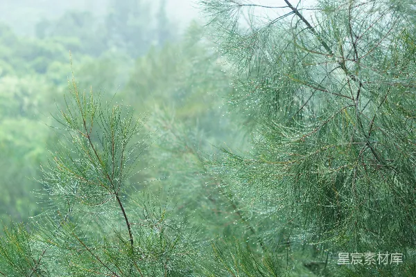 高清摄影 一群树