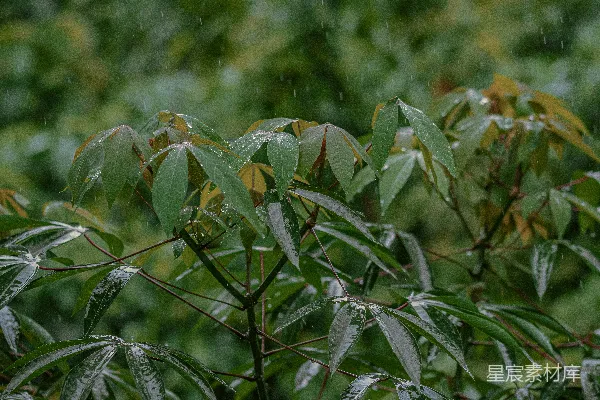 高清摄影 雨后的绿叶上挂着雨水