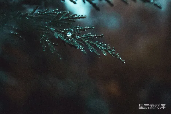 高清摄影 绿叶上挂满水珠