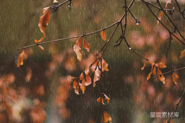 高清摄影 雨中的树干与树叶