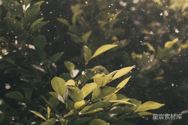 高清摄影 一棵繁茂的绿叶在雨中摇曳的树