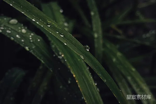高清摄影 一片绿植的特写镜头，上面挂着水珠