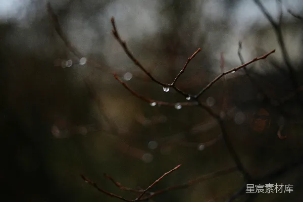 高清摄影 树枝上挂着水滴