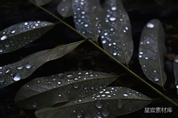 高清摄影 绿叶上的水珠