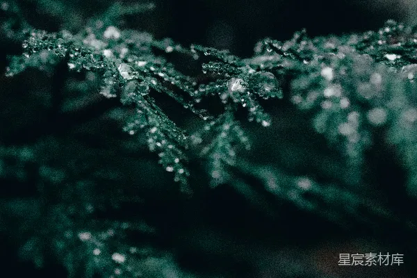 高清摄影 绿松树上露珠的特写摄影