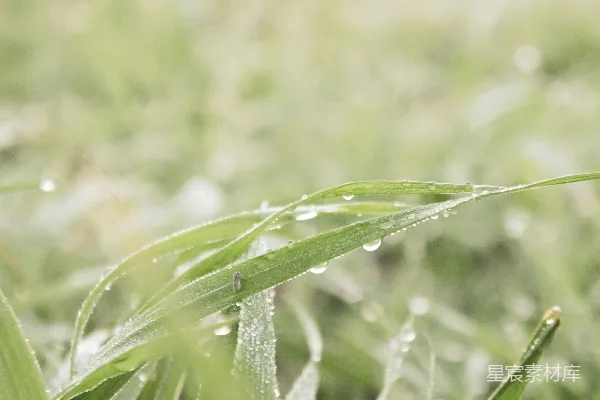 高清摄影 带水珠的绿色植物