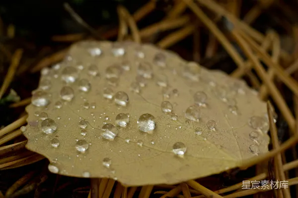 高清摄影 叶片上的近景及其上附着的水滴