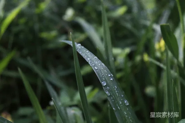 高清摄影 草尖上的露珠