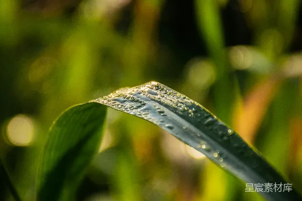 高清摄影 绿色叶片上水滴的 Macro 照片