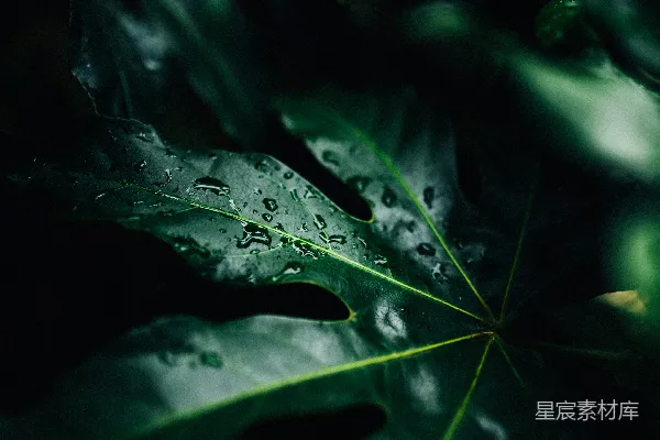 高清摄影 叶上水滴的低光照片