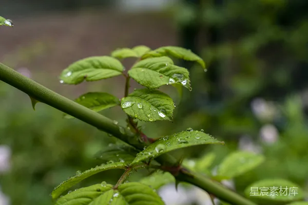 高清摄影 带水珠的绿植