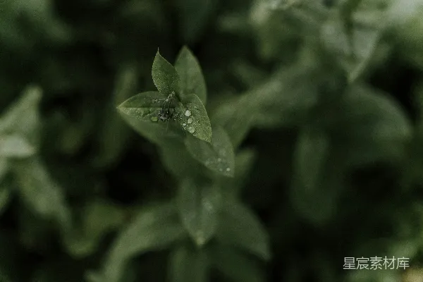 高清摄影 一张叶片的特写镜头