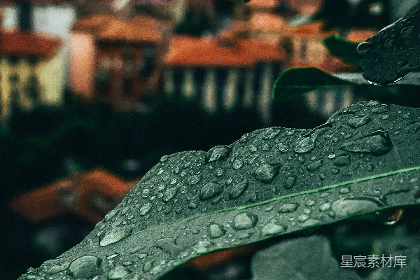 高清摄影 带有水珠的绿叶