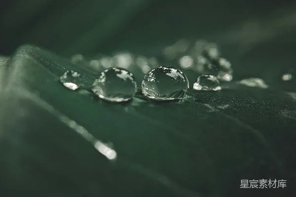 高清摄影 绿叶上的水滴