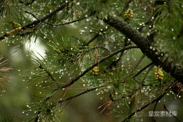 高清摄影 绿植的近景摄影