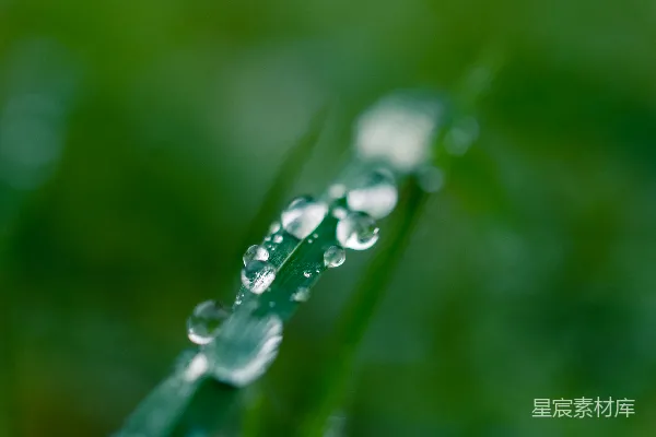 高清摄影 绿草上的水滴