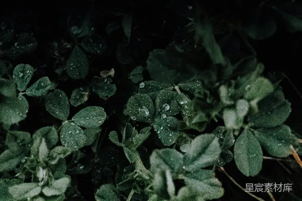 高清摄影 带水珠的绿叶