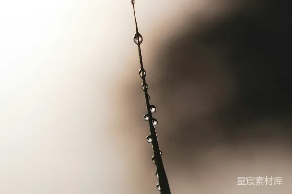 高清摄影 黑木上的水汽