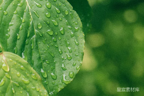 高清摄影 绿叶植物