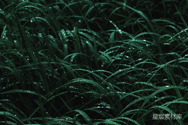 高清摄影 近景摄影中的绿色草地