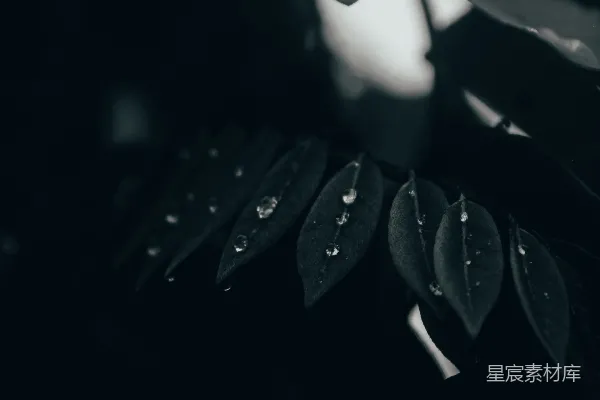 高清摄影 绿叶上的水珠