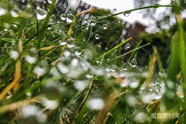 高清摄影 草尖上的露珠