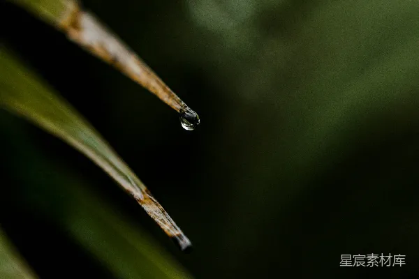 高清摄影 绿色叶子上的水汽