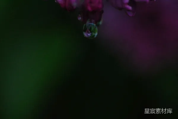 高清摄影 一朵带有水珠的紫色花朵