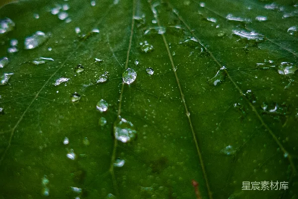 高清摄影 雨后绿叶上覆满了晶莹的水珠。