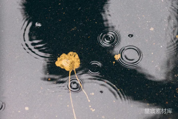 高清摄影 白天在水上的棕色青蛙