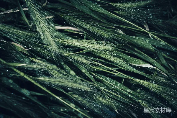 高清摄影 一片绿草丛中带着水珠的景象