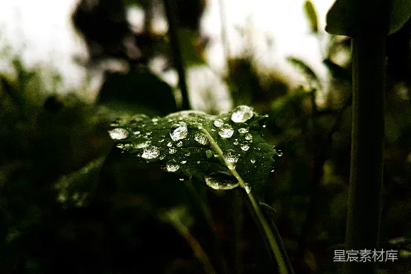 高清摄影 绿色植物上的水珠
