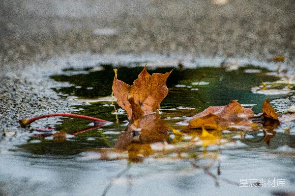 高清摄影 棕色干叶漂在水面上