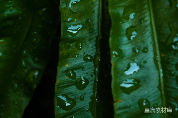 高清摄影 带有水珠的绿色植物