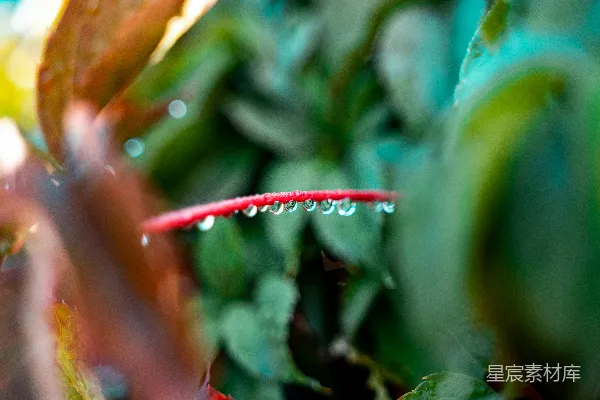 高清摄影 植物上挂着水珠的特写镜头