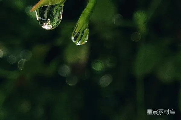 高清摄影 树梢上挂着的一滴水珠
